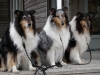 Tessie, Karma och Minna, juni 2010
