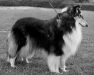 Maja, 1976
